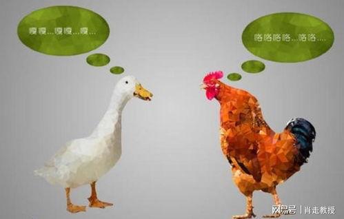鸡同鸭讲,跨物种沟通的奇妙探索